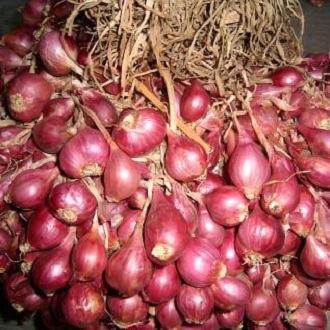 bawang merah