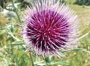 milk thistle