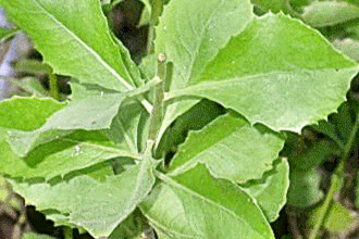 daun beluntas