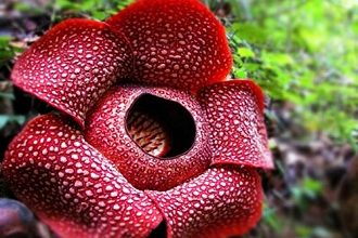 bunga raflesia bengkulu