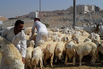 domba arab saudi