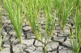 sawah kering