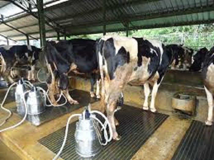 GKSI: Dampak Kemarau Produksi Susu Menurun