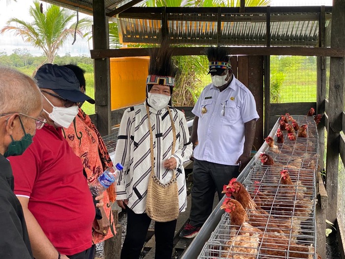 Dirikan 10 Peternakan Ayam di Asmat, Mensos Perkuat Ekonomi dan Kualitas SDM