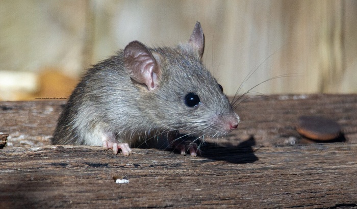 Ilmuwan Biologi Sebut Tikus Bisa Lahirkan Covid-19 Baru